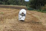 BICHON FRISE 025